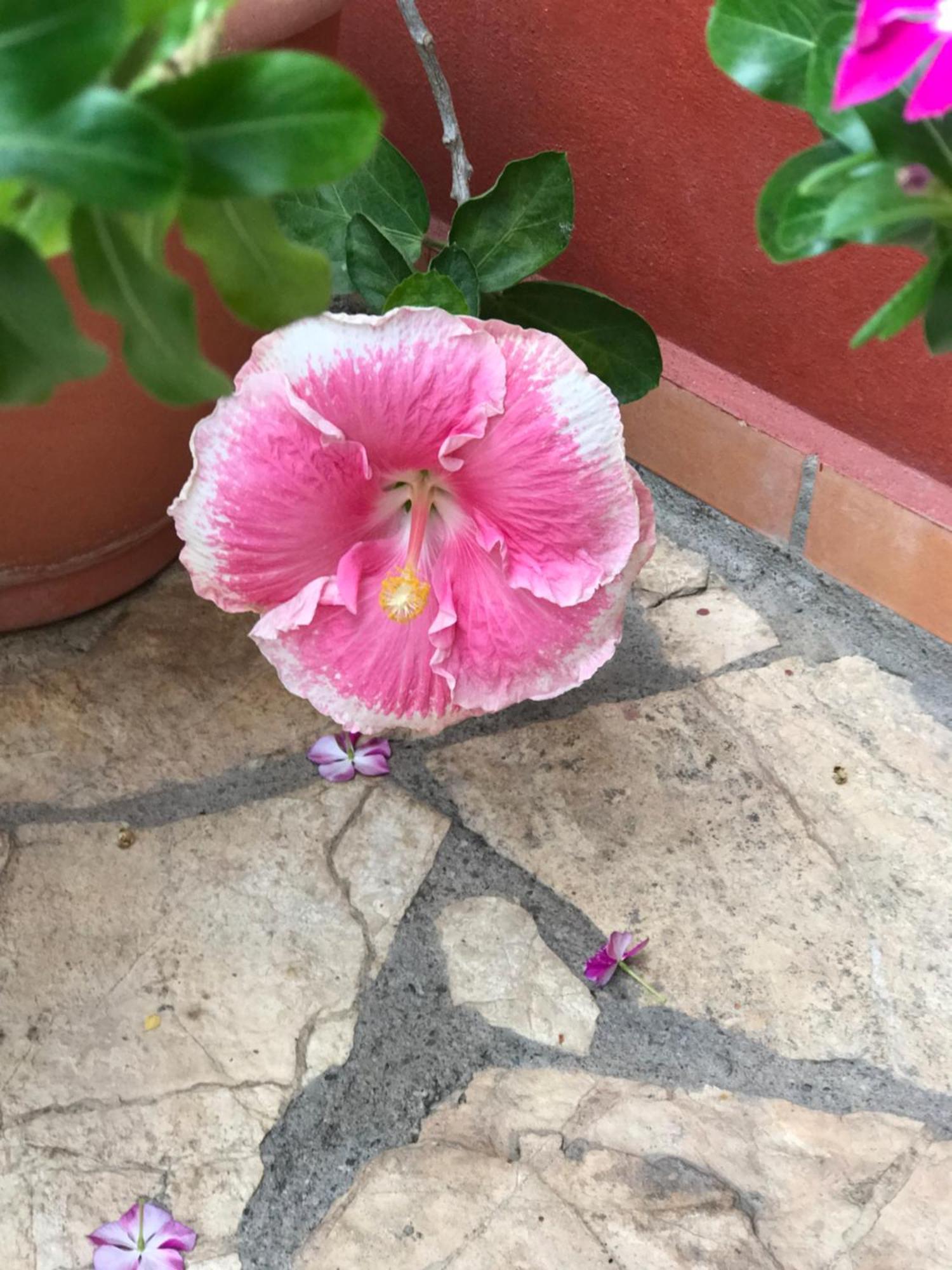 Hotel Buena Vista Copán Kültér fotó