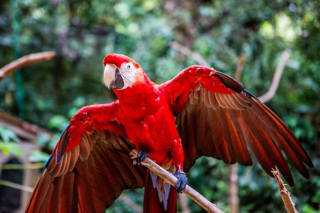 Hotel Buena Vista Copán Kültér fotó