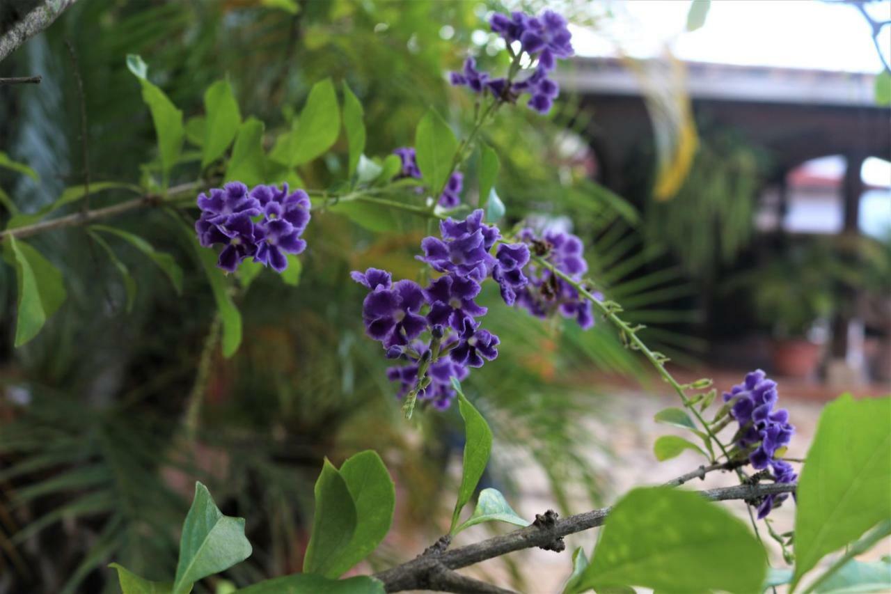 Hotel Buena Vista Copán Kültér fotó
